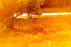 Graugans mit Jungtieren im goldenen Abendlicht während Sonnenuntergang in einer frischen Sommerwiese während Hochwasser an den Osterseen bei Iffeldorf. Graugans mit Jungtieren im goldenen Abendlicht während Sonnenuntergang in einer frischen Sommerwiese während Hochwasser an den Osterseen bei Iffeldorf.